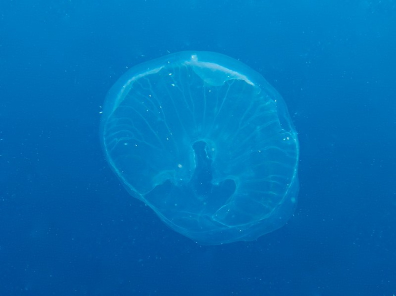 Jellyfish IMG_6109.jpg